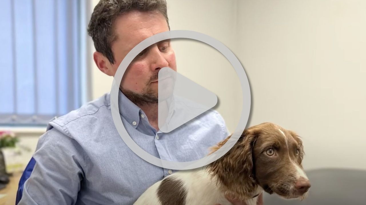 Meet Kiara, our new four-legged colleague!